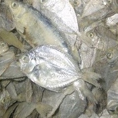 

GEREH KEPER / IKAN ASIN PIRIK 250 g