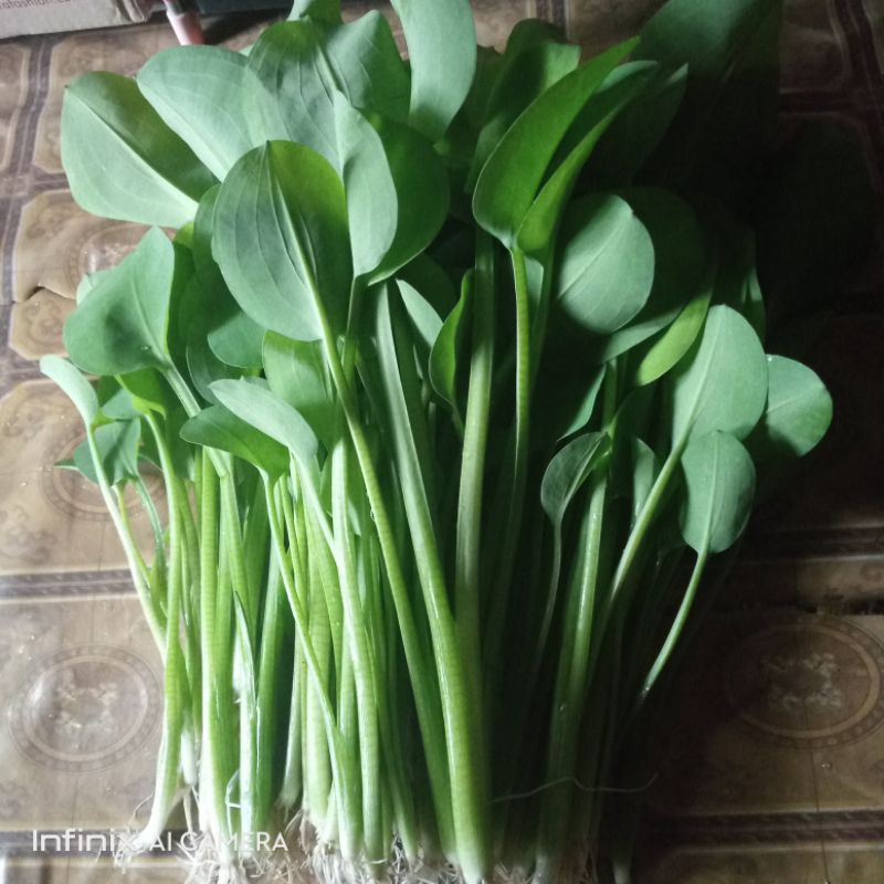 

Genjer sawah fresh.1 ikat