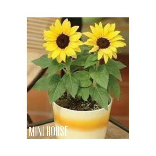 5 biji BIJI BIBIT BENIH BUNGA MATAHARI MINI IMPORT *_$