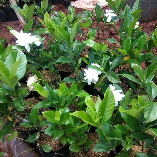 Bibit Tanaman Bunga Wangi Kacapiring (gardenia augusta)