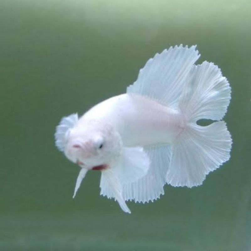 halfmoon white platinum double tail
