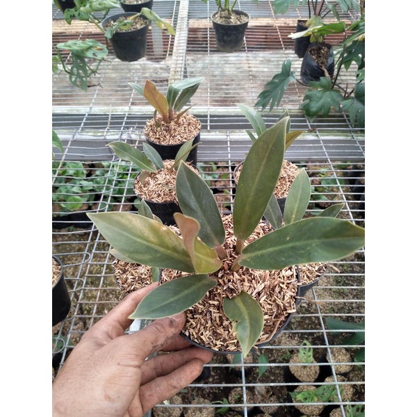 philodendron melonii