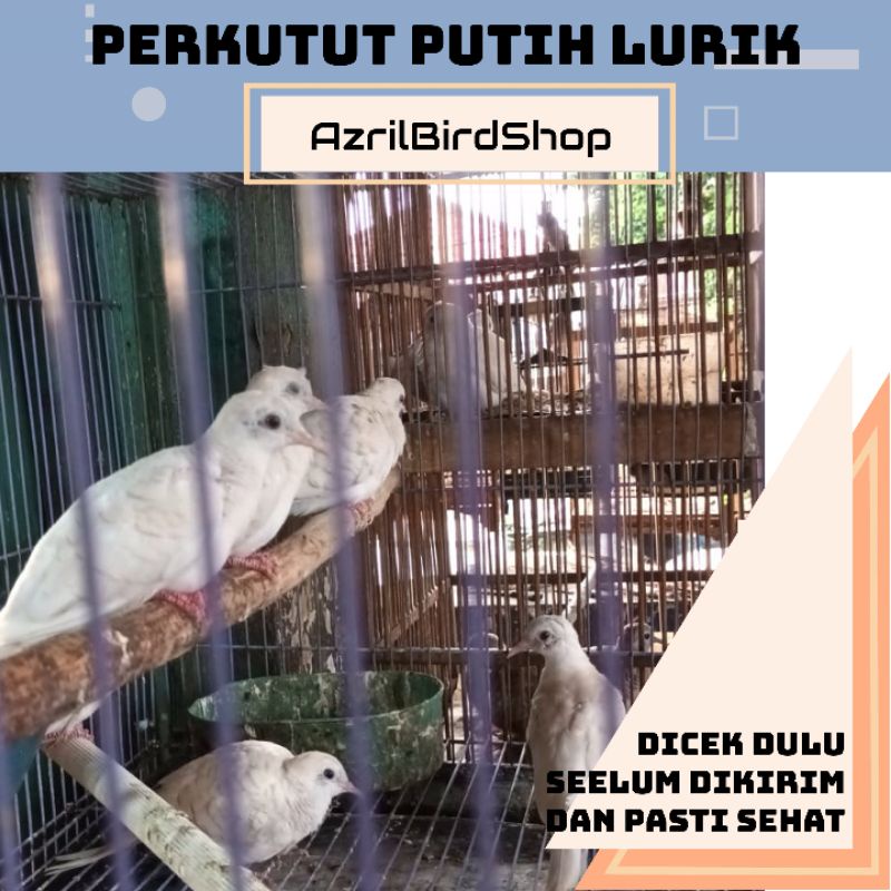 PERKUTUT PUTIH LURIK PILIHAN