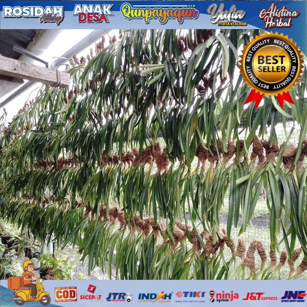 ANGGREK EKOR TUPAI SIAP BERBUNGA MURAH/TANAMAN EKOR TUPAI/ANGGREK DEWASA/BUNGA EKOR TUPAI/BUNGA ANGG