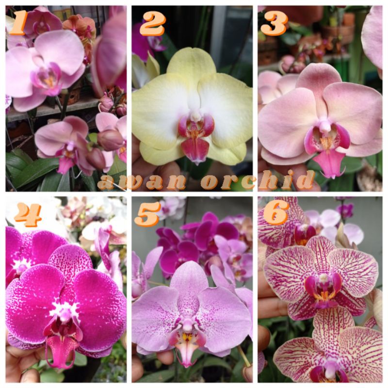 anggrek bulan hybrid taiwan dewasa