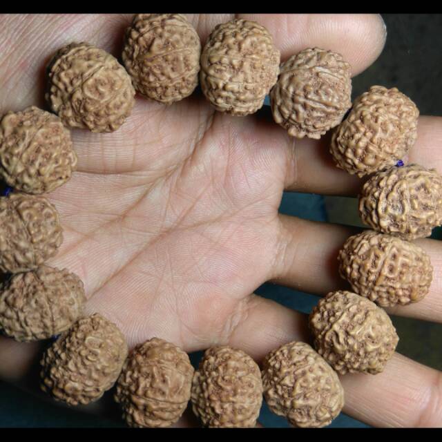 Rudraksha mukhi 10