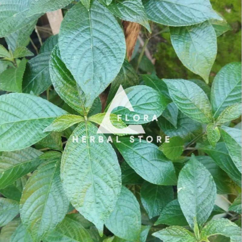 

Daun keji beling I herbal keji beling segar 200 gram