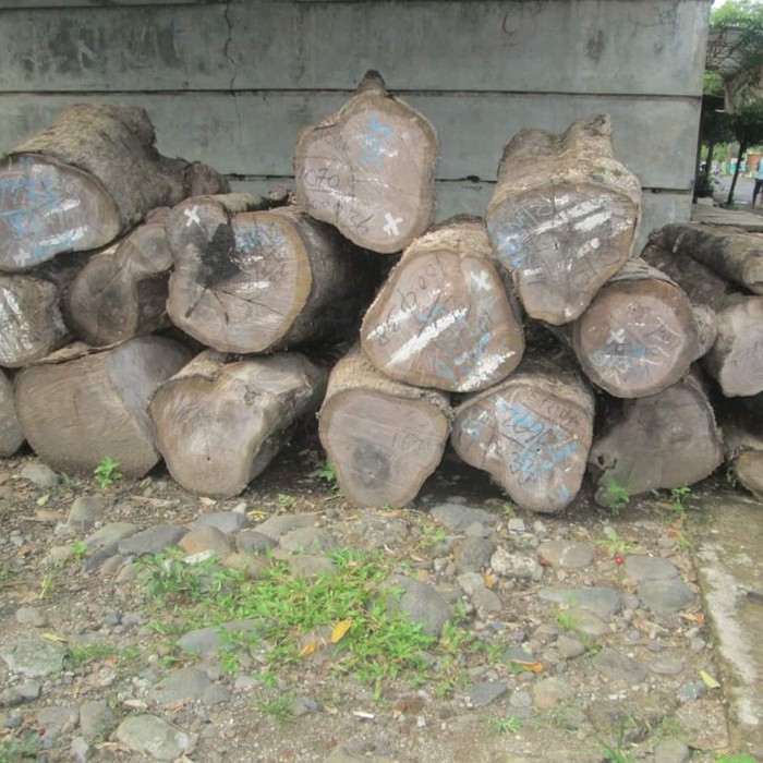 1 Kg Biji Benih Pohon Jati Hybrida Solomon