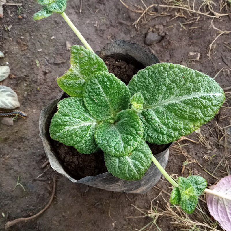 episcia monet import bunga kuning/gratis ongkir extra