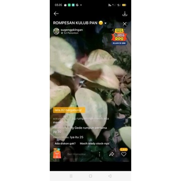 tanaman bunga aglonema bigroy rumpun