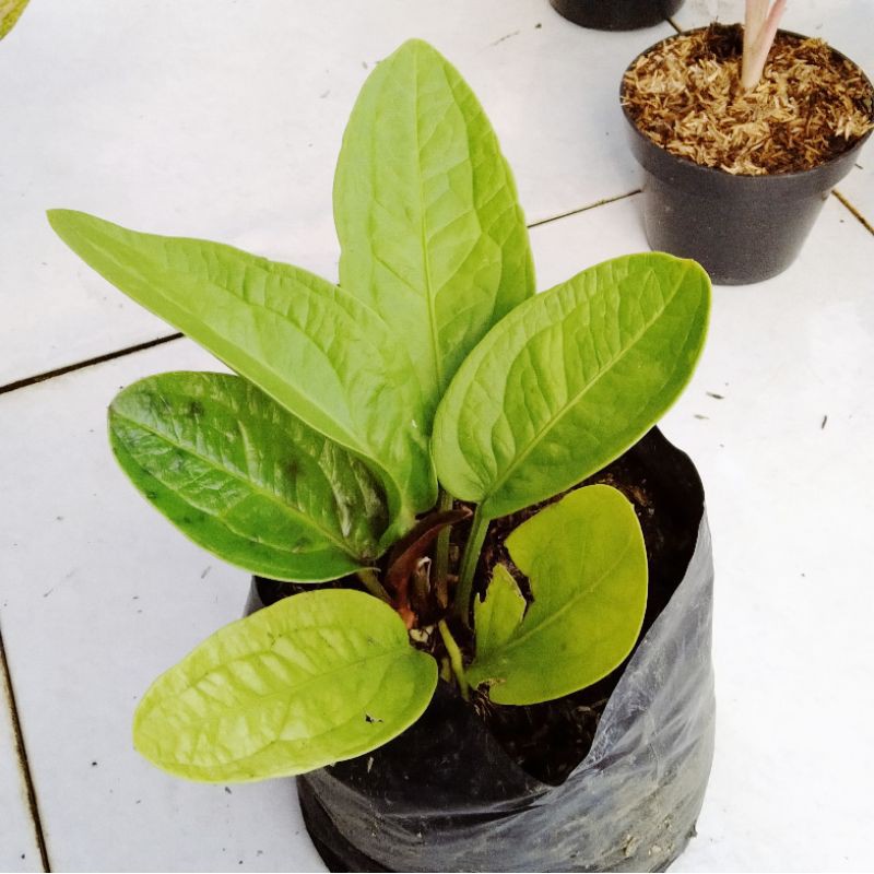 anthurium jemani golden