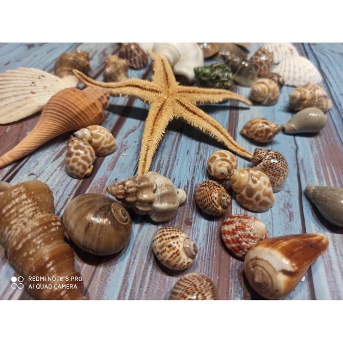 Kerang Laut Set Properti Foto Photography Hiasan Rumah Sea Shells