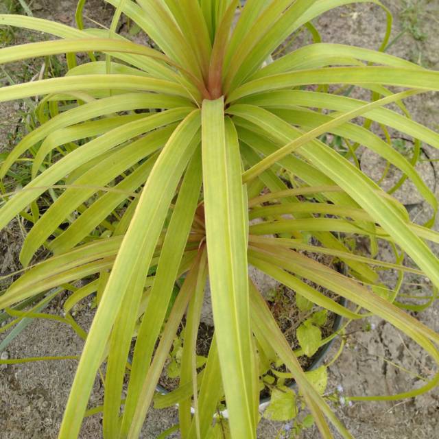 Ponytail Palm~ Ekor Kuda ~ Nolina tanaman bibit
