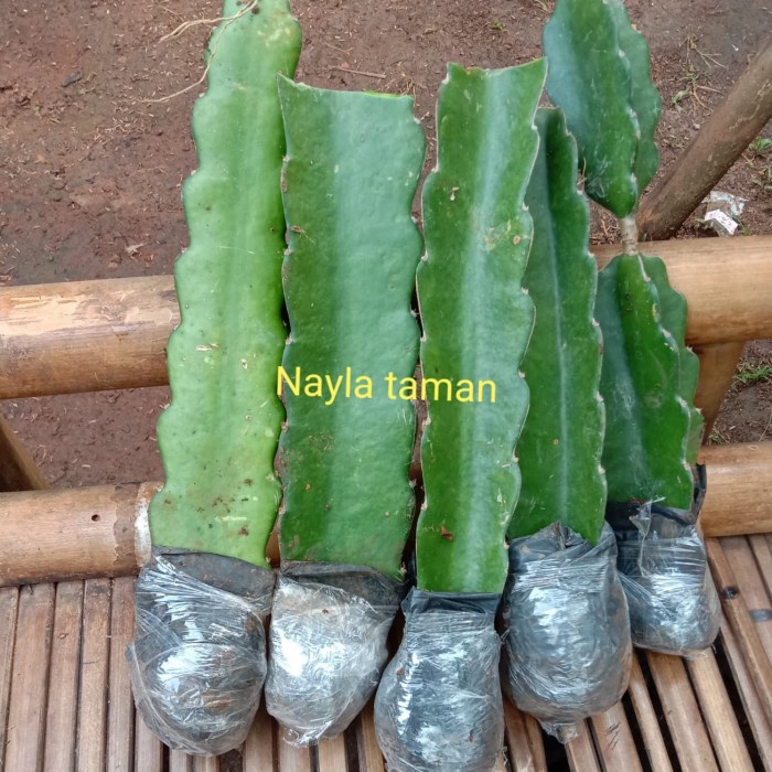 Obral Bibit Pohon Buah Naga-Pohon Buah Naga Terlaris