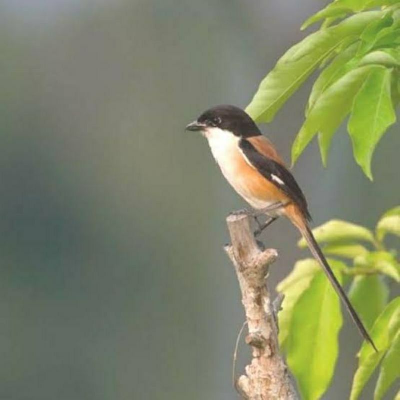 Burung Pentet Jawa Timur