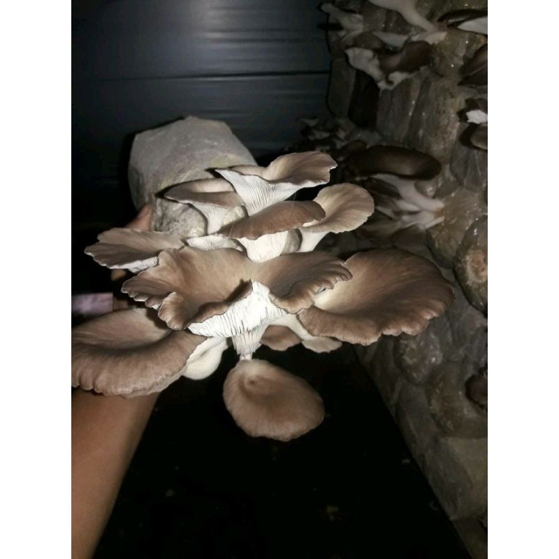 Jual Jamur Tiram Coklat Terlengkap & Harga Terbaru Maret 2023 Shopee
