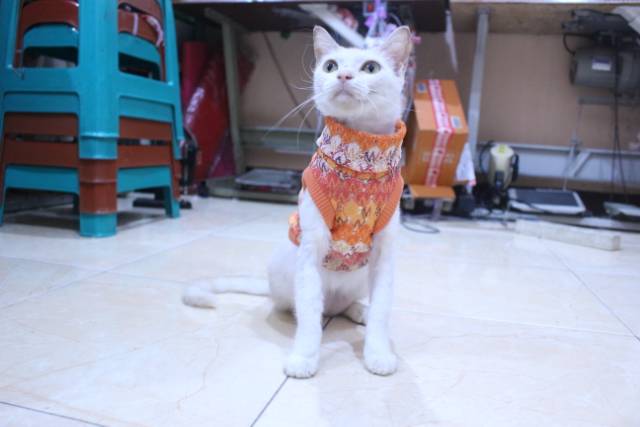 Baju rajut warna orange untuk kucing dan anjing / baju kucing murah size S M L XL