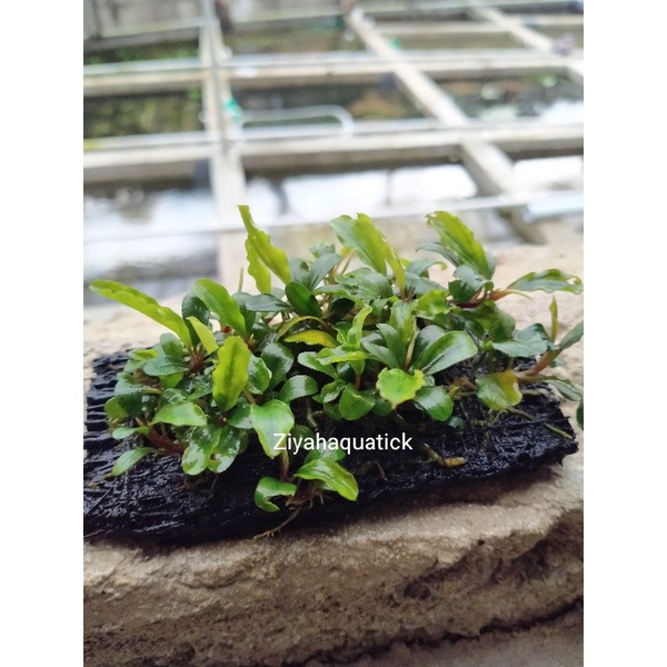 Buce palandra mini coin / pakis lempeng