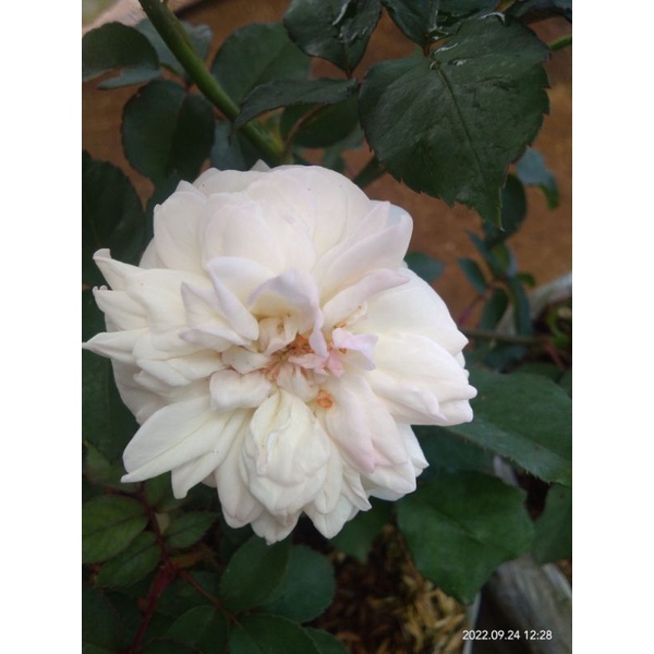 Mawar kampung putih wangi bunga hidup