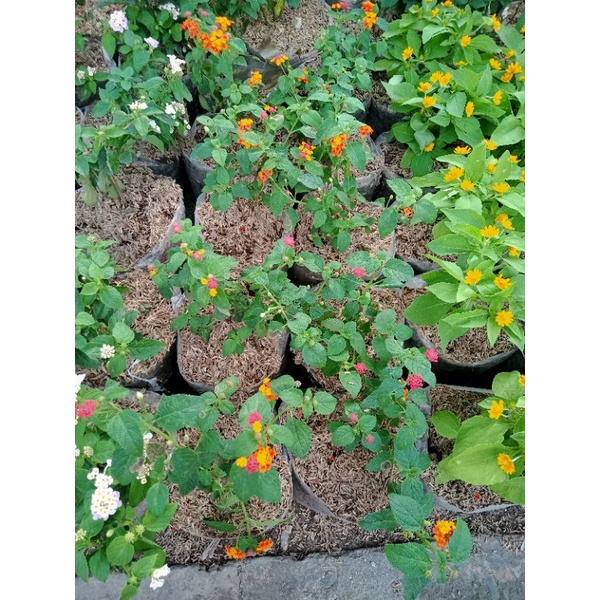 tanaman lantana merah