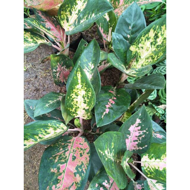 Tanaman hias aglonema kocin - Pohon aglaonema kocin paramuay