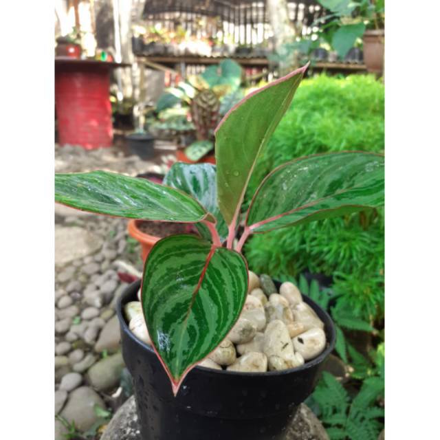 Aglonema lipstik zebra