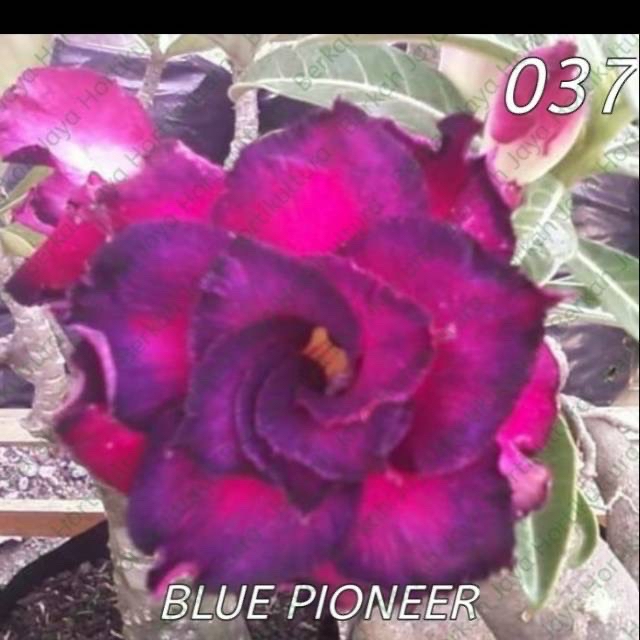 

Bibit Bunga Kamboja Adenium Blue Pioner