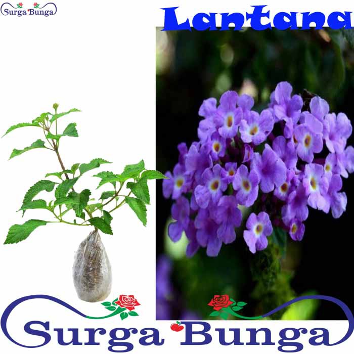Bibit Tanaman Bunga Lantana Ungu (lantana camara)- tanaman cente manis - berbunga