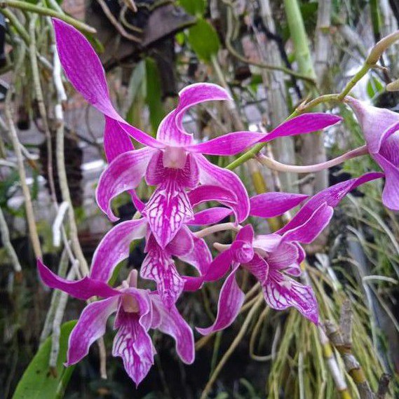 ANGGREK DENDRO CAESAR RED REMAJA (25k)