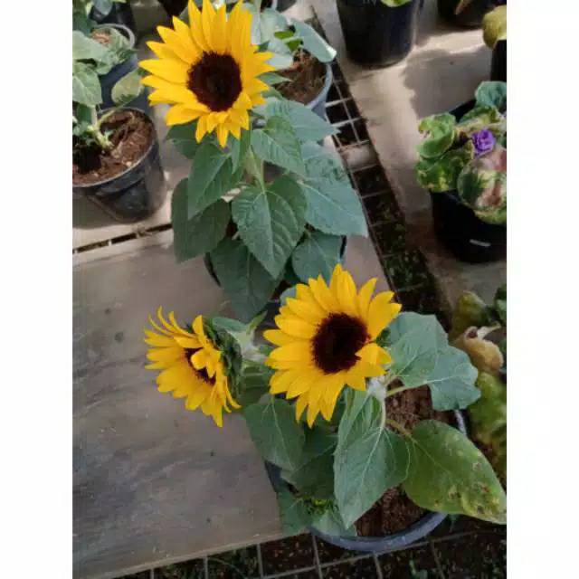 Bibit tanaman bunga matahari