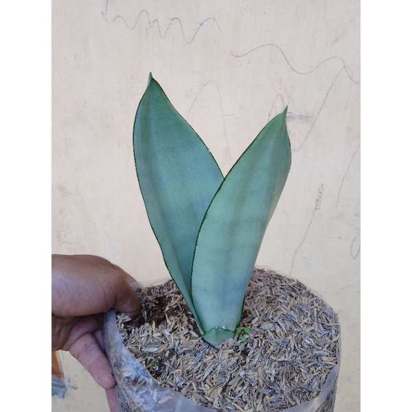 sansevera silver/lidah mertua