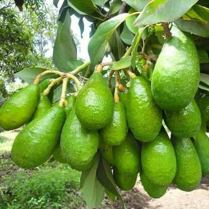 paket 4 bibit alpukat aligator okulasi