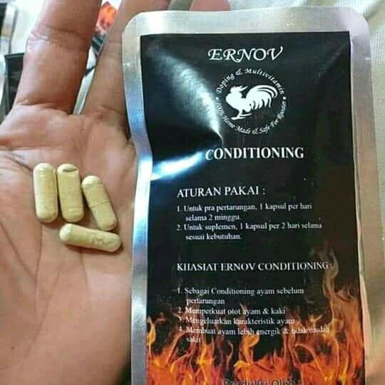 ERNOV CONDITIONING - untuk ayam penakut supaya berani