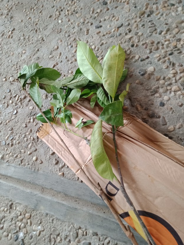 Bibit Alpukat Kendil Super Unggul