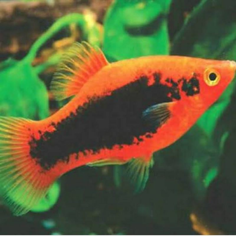 platy red coral tuxedo aquascape