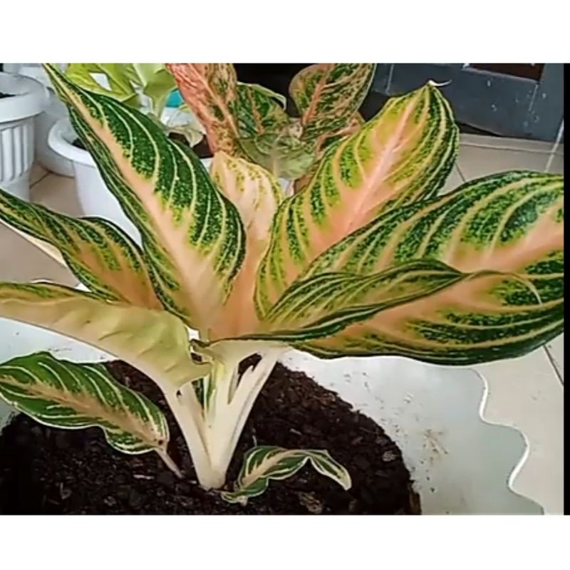 Promo.!!! bibit aglonema pink sunset. anakan aglonema pink sunset