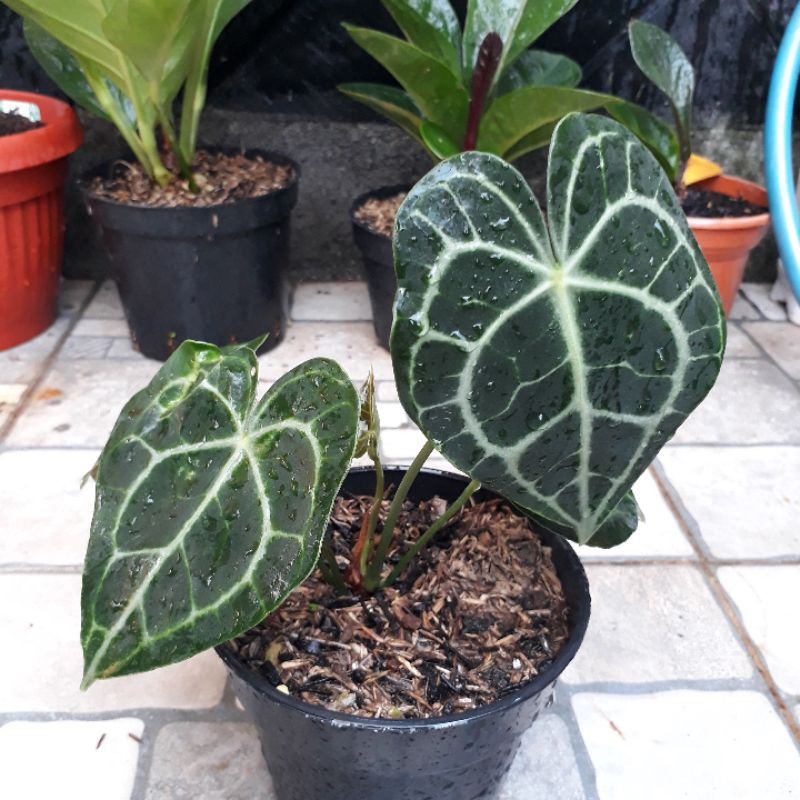 Kuping gajah Tarantula karet