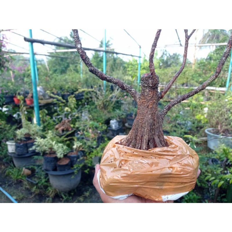 Kimeng Program Bonggel