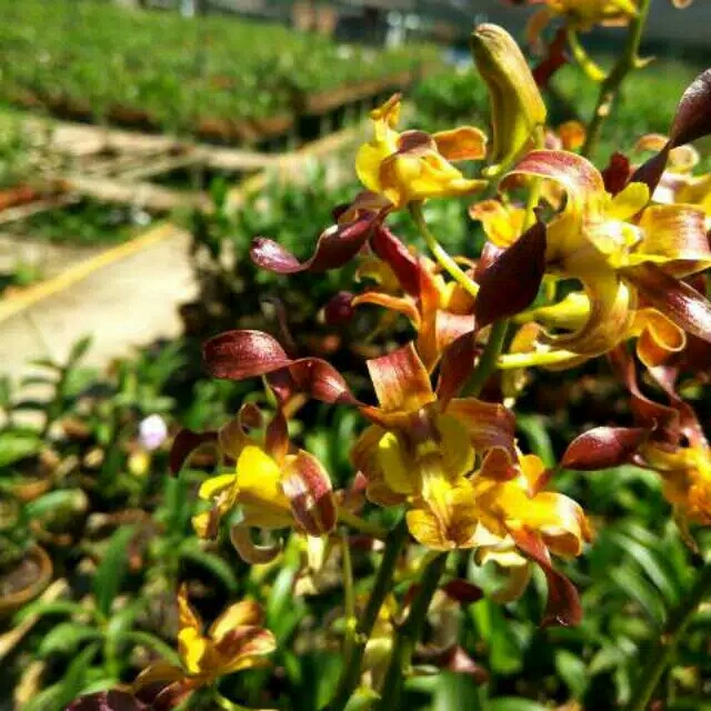 anggrek dendrobium kriting rambo