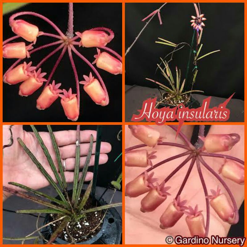 Hoya Insularis sp Buntok