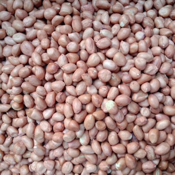 

kacang tanah kupas,kacang oce,kacang hibrida,kacang kelinci 1kg.