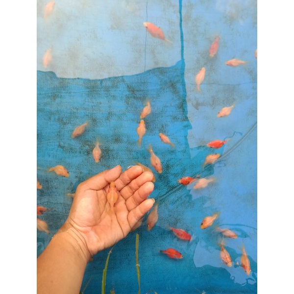 ikan hias koki mutiara paket 5 ekor