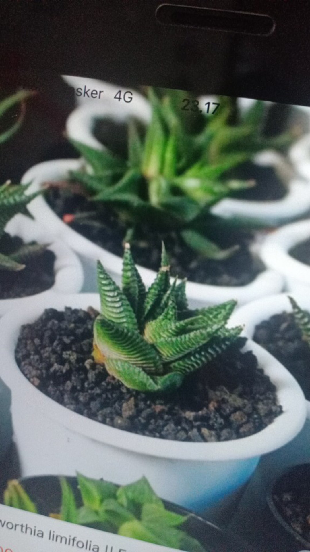 Kaktus Ownroot Bukan Bekas Sambungan Bebas Pilih