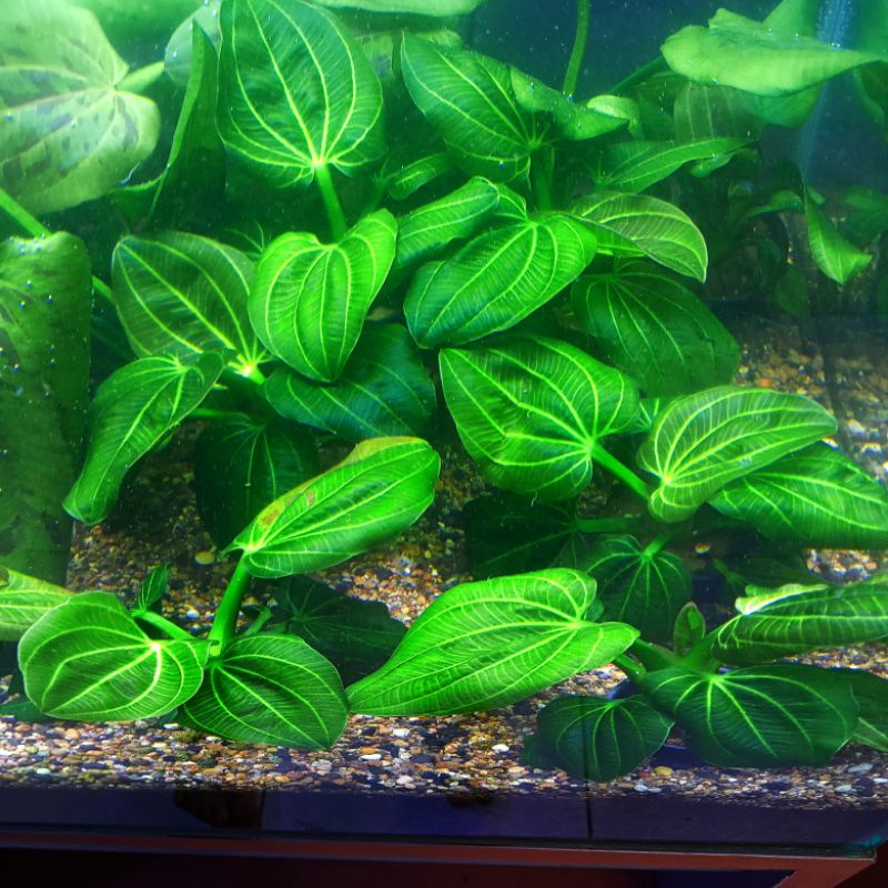 Tanaman Aquascape Echinodorus Iguazu