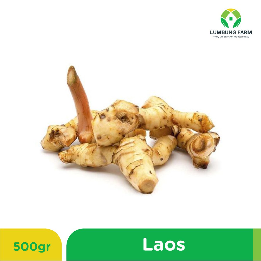 

LAOS / LENGKUAS 500 GRAM | Bumbu Dapur by Lumbung Farm