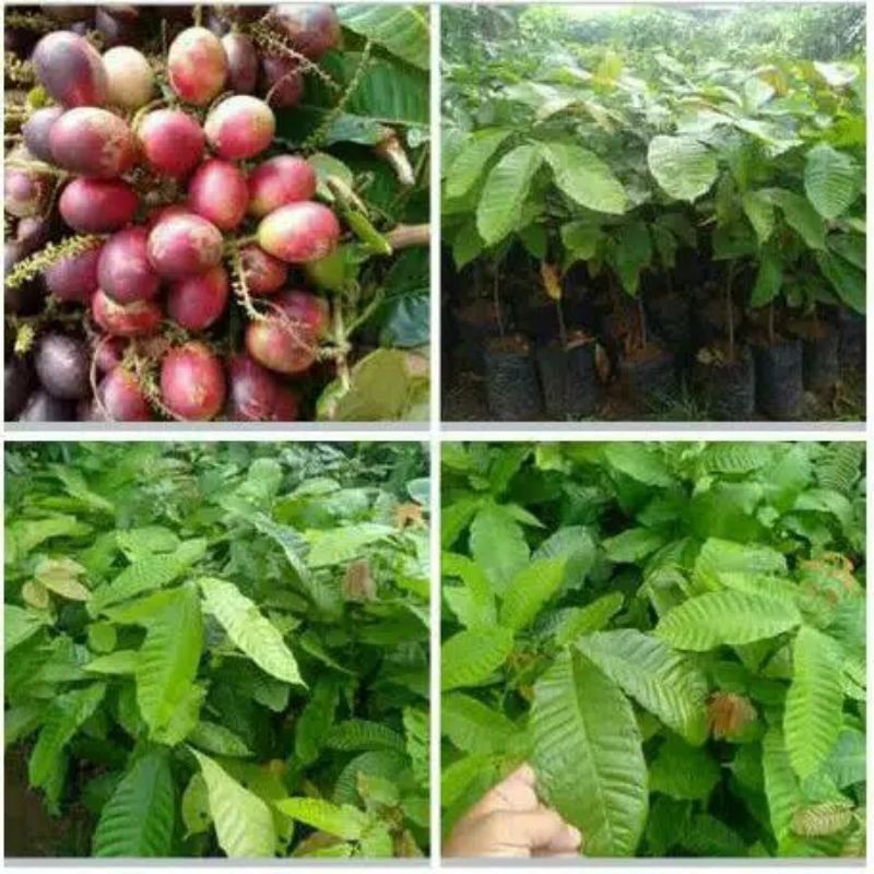 bibit matoa super unggul berbuah pendek