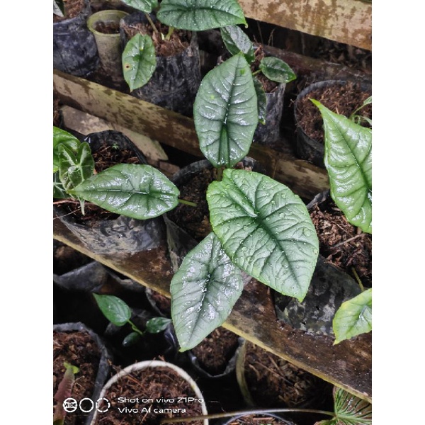 alocasia bisma, alocasia antoro valvet, alocasia regina