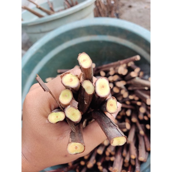 Cutting anggur lokal buat roostok