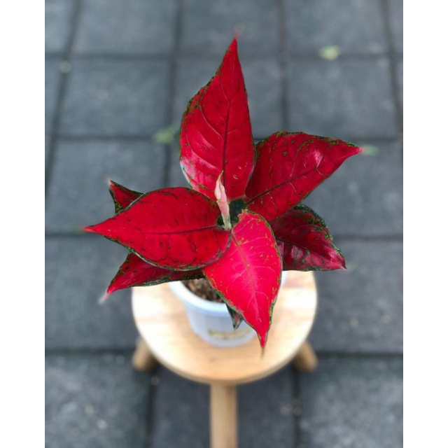 Red King Aglonema Red king tanaman hias