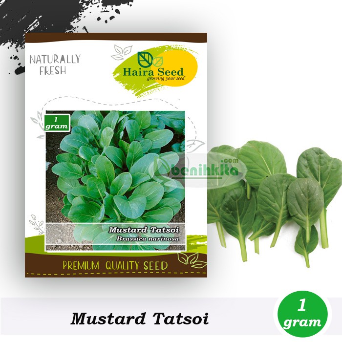 Benih-Bibit Green Tatsoi (Haira Seed)